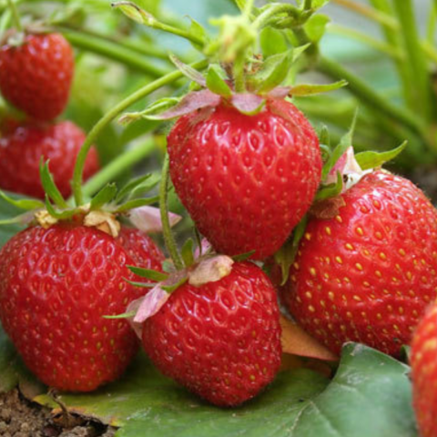 100buc. Pachet Stoloni Capsuni Honeoye [2]