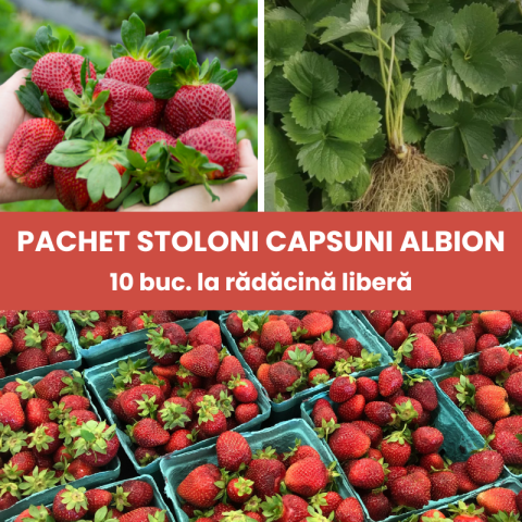 Arbusti - 10buc. Pachet Stoloni Capsuni Albion
