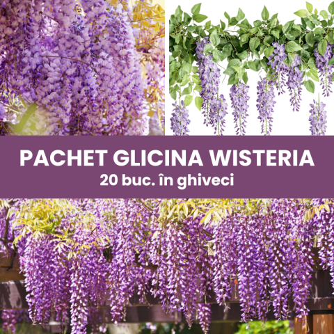 Plante Urcatoare - 20 buc. Pachet Glicină Mov (Wisteria sinensis) - Plantă Urcătoare - la Ghiveci