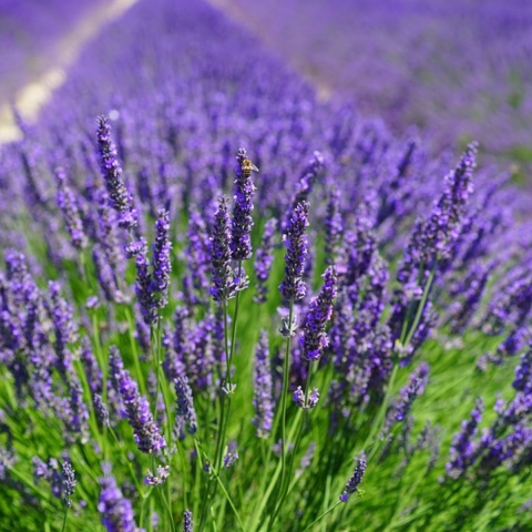 50 buc. Pachet Lavandă Mov Angustifolia - Butași 20-30 cm (Rădăcină Liberă) [1]