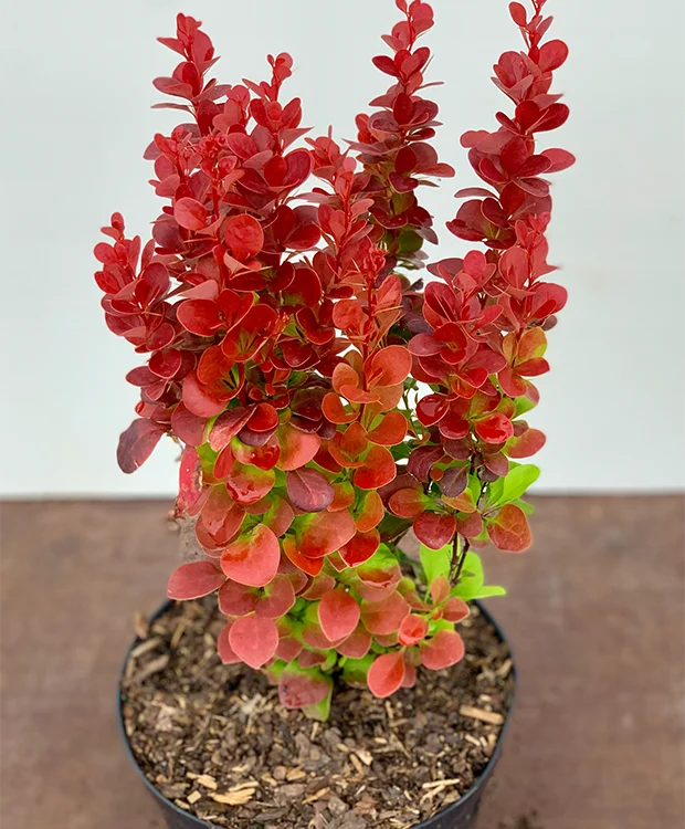 Berberis thunbergii ‘Coral’ - Berberis ‘Coral’ [1]