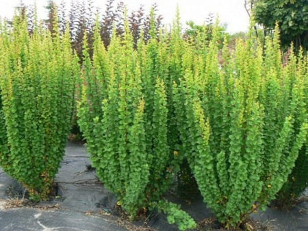 Berberis thunbergii ‘Erecta’ - Berberis ‘Erecta’ [1]