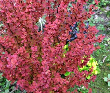 Plante Ornamentale - Berberis thunbergii ‘Red Rocket’ - Berberis ‘Red Rocket’