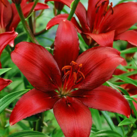 Bulbi Crini Asiatici Roșii - Rapid Red (20/22) [2]