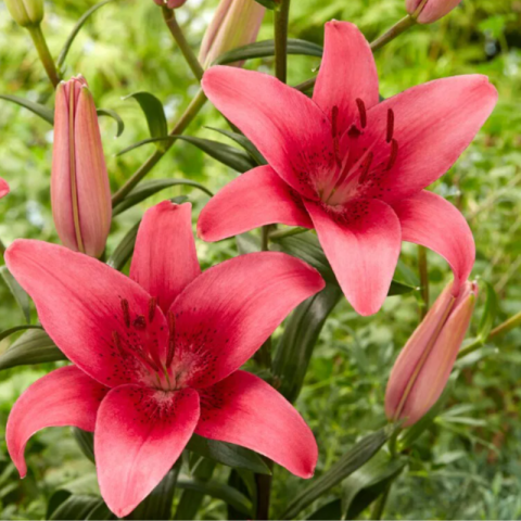 Bulbi Crini Asiatici Roz Intens - Pink County (18/20) [1]