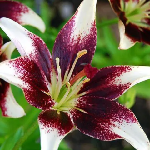 Bulbi Crini Bicolori - Netty's Pride (16/18) [1]