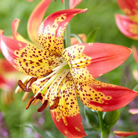 Bulbi - Bulbi Crini Longiflorum - Fusion (20/22)