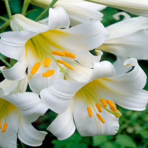 Bulbi Crini Parfumați Albi - White Christmas (18/20) [1]