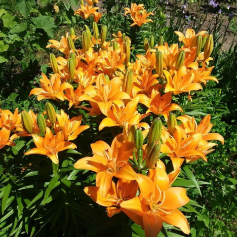 Bulbi Crini Portocalii - Orange Ton (18/20) [2]