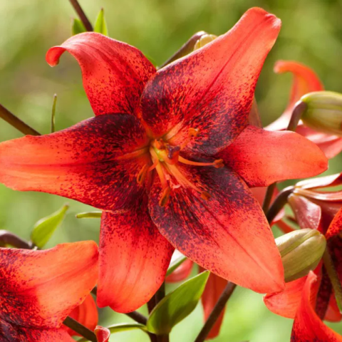 Bulbi - Bulbi Crini Tigru Roșii - Strawberry Event (18/20)