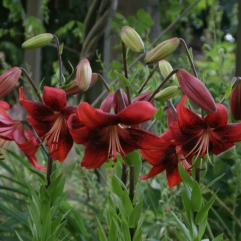 Bulbi Crini Tigru Roșii - Strawberry Event (18/20) [1]