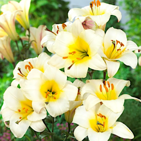 Bulbi Crini Trompetă Albi - White Planet (24/+) [1]