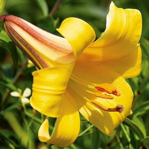 Bulbi Crini Trompetă Galbeni - Golden Splendor (22/24) [1]