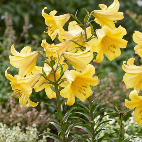 Bulbi - Bulbi Crini Trompetă Galbeni - Golden Splendor (22/24)