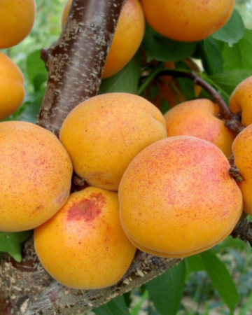 Pomi Fructiferi - Cais Goldrich