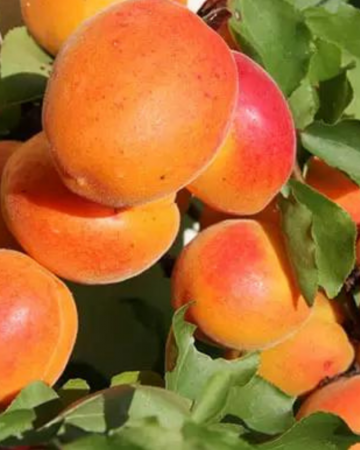 Pomi Fructiferi - Cais - Rosii de Baneasa