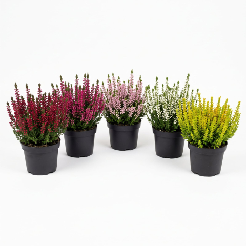 Calluna vulgaris - Iarbă neagră albă 15 - 20 cm [1]
