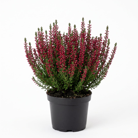 Plante Ornamentale - Calluna vulgaris - Iarbă neagră roșie 15 - 20 cm
