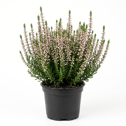 Plante Ornamentale - Calluna vulgaris - Iarbă neagră roz deschis 15 - 20 cm