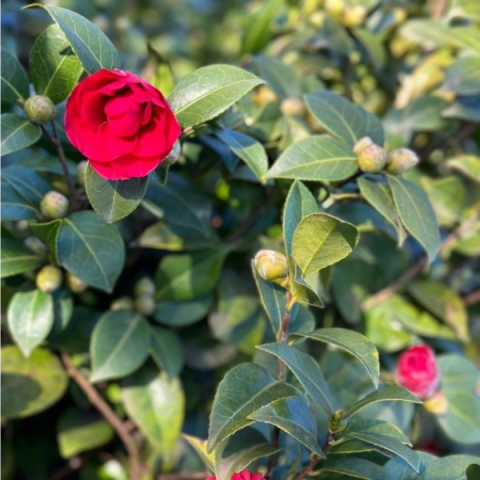 Plante Ornamentale - Camellia Japonica Black Lace Roșu - Plantă Ornamentală - Ghiveci