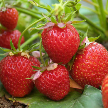 Arbusti - Căpșuni Honeoye