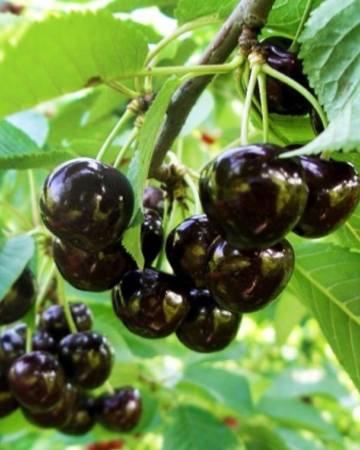 Pomi Fructiferi - Cires Negru de Bistrita - Prunus Avium