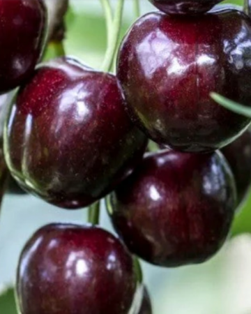 Pomi Fructiferi - Cires Regina