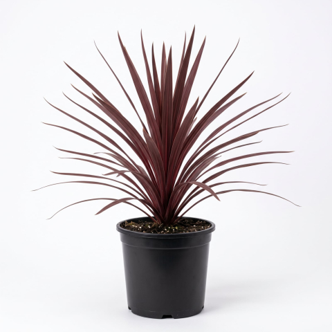 Plante Ornamentale - Cordyline australis 'Red Star' - Palmier de grădină 'Red Star' 50 - 70 cm
