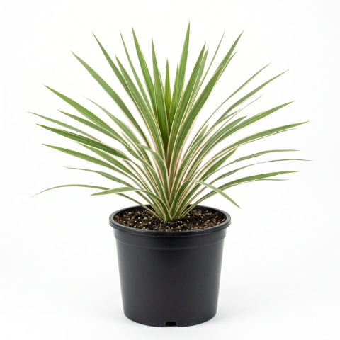Plante Ornamentale - Cordyline australis 'Torbay Dazzler' - Palmier de grădină 'Torbay Dazzler' 45 - 60 cm