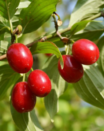 Corn - Corn - Cornus Mas