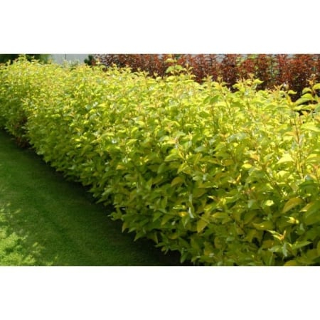 Plante Ornamentale - Cornus alba ‘Aurea’ - Corn roșu ‘Aurea’