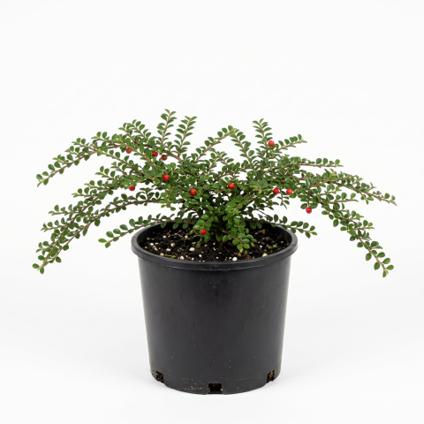 Plante Ornamentale - Cotoneaster horizontalis - Cotoneaster orizontal 10 - 25 cm