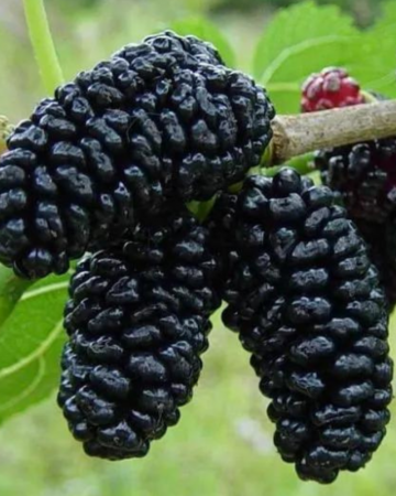 Dud - Dud Negru - Morus Nigra