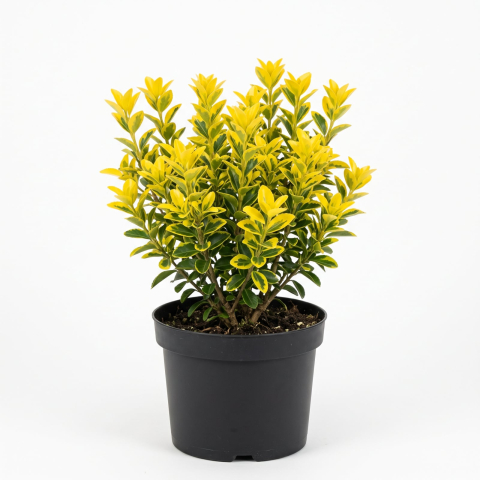 Plante Ornamentale - Euonymus japonicus 'Aureus' (Luna) - Salbă japoneză 'Luna' 20 - 30 cm