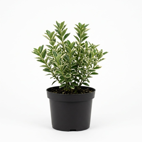 Plante Ornamentale - Euonymus japonicus 'Kathy' - Salbă japoneză 'Kathy' 20 - 30 cm