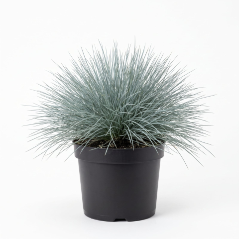 Plante Ornamentale - Festuca glauca - Păiuș albastru-argintiu (iarbă albastră) 20 - 30 cm