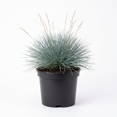 Plante Ornamentale - Festuca glauca 'Sunrise' - Păiuș albastru 'Sunrise' 15 - 25 cm