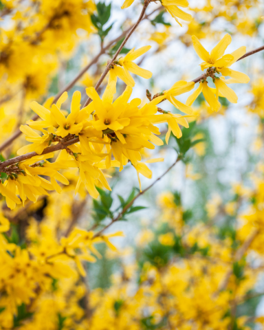 Forsythia - Ploaia de aur [2]