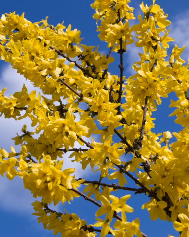 Forsythia - Ploaia de aur [1]