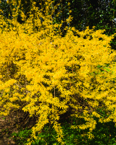 Forsythia - Ploaia de aur [3]