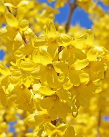 Arbusti cu Flori - Forsythia - Ploaia de aur