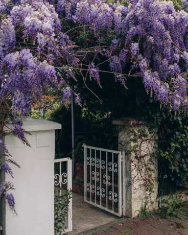 GLICINA – WISTERIA [4]