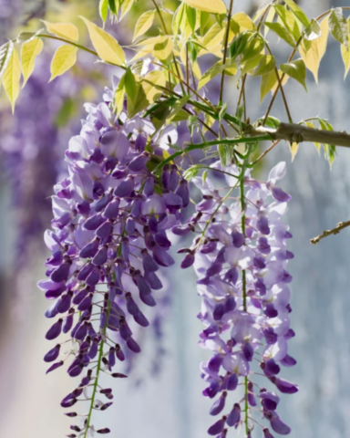 GLICINA – WISTERIA [1]