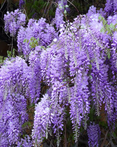 Plante Urcatoare - GLICINA – WISTERIA