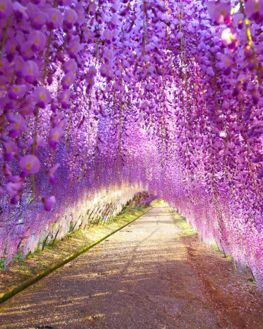GLICINA – WISTERIA [3]
