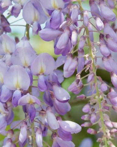 GLICINA – WISTERIA [5]