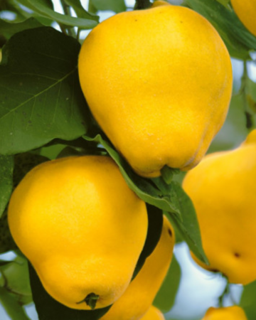Gutui - Gutui Aromate - Cydonia Oblonga Aromate