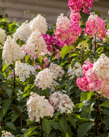 Hortensia Vanille Fraise [1]
