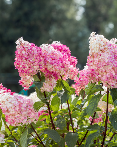 Arbusti cu Flori - Hortensia Vanille Fraise