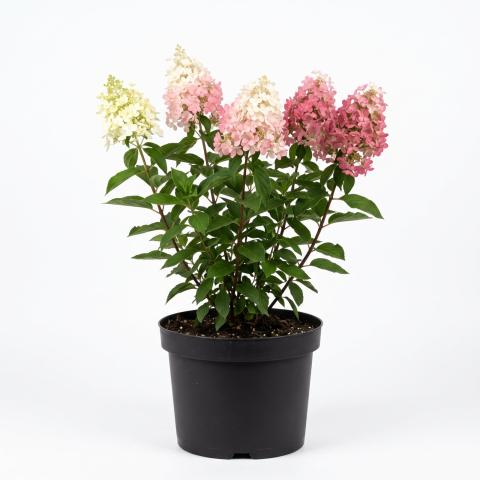 Plante Ornamentale - Hydrangea paniculata 'Living Colourful Cocktail' - Hortensia paniculată 'Living Colourful Cocktail' 50 - 70 cm